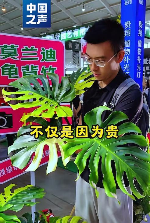 这种热植一片叶子卖上万元 “锦化”现象推高价格