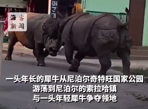 两犀牛在尼泊尔街头激烈搏斗：相互追逐反复冲撞 围观者纷纷避让