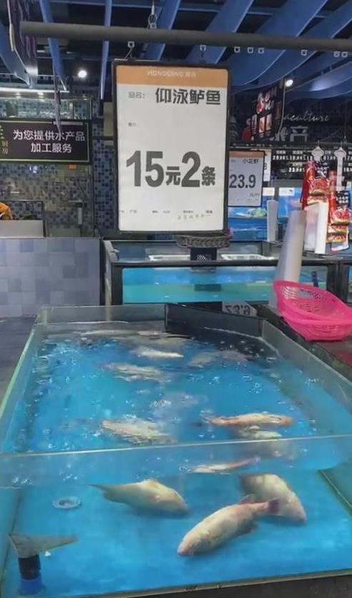 保证活的？广东超市卖“仰泳鲈鱼”2条15元引热议