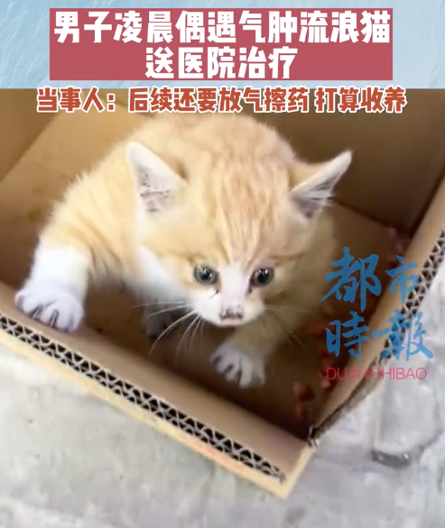 男子凌晨遇气肿流浪猫收养送医