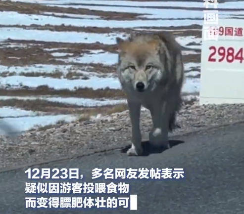 “可可西里网红狼”被大货车压死？三江源公园确认死了一只，但不确定是不是最为外界熟悉那一只