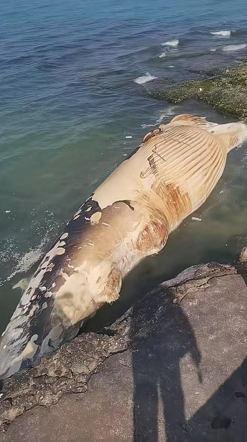 海灘現(xiàn)鯨魚尸體 目擊者回應(yīng) 已做無害化處理