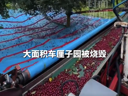 为什么我国偏爱智利车厘子：智利车厘子丰收时，国内为水果淡季