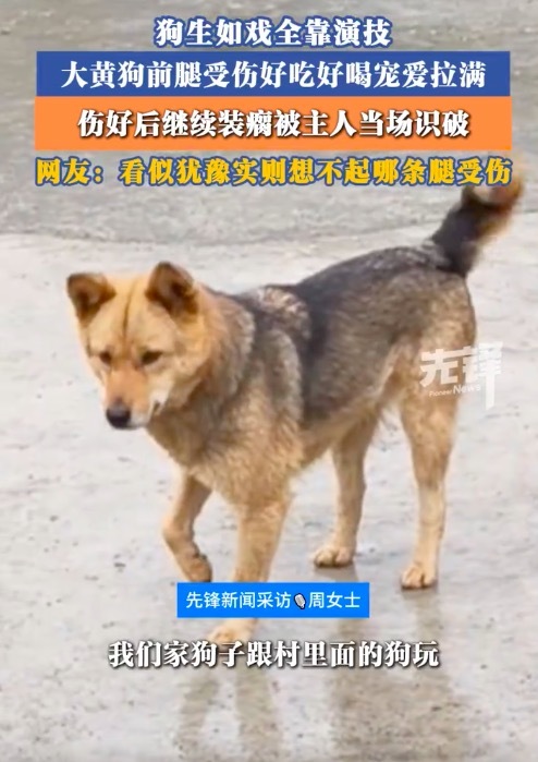 戏精狗子装瘸博宠爱被识破 演技太逼真