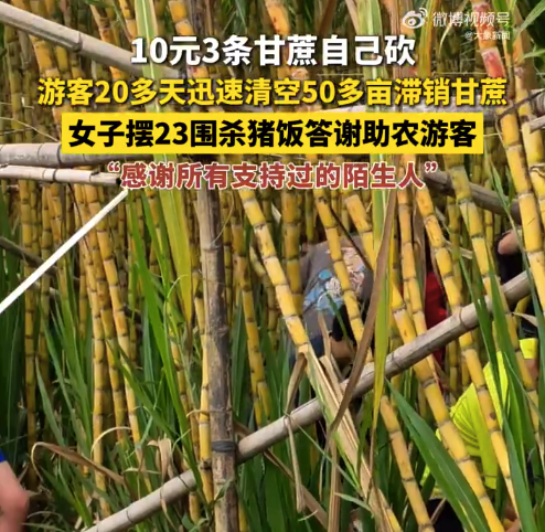 游客20天清空50亩甘蔗农户摆宴感谢 女子回应