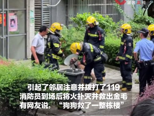 大金毛救了一栋楼!起火后金毛爬窗边吼叫惊动邻居报警 消防员赶来灭火并将狗救出