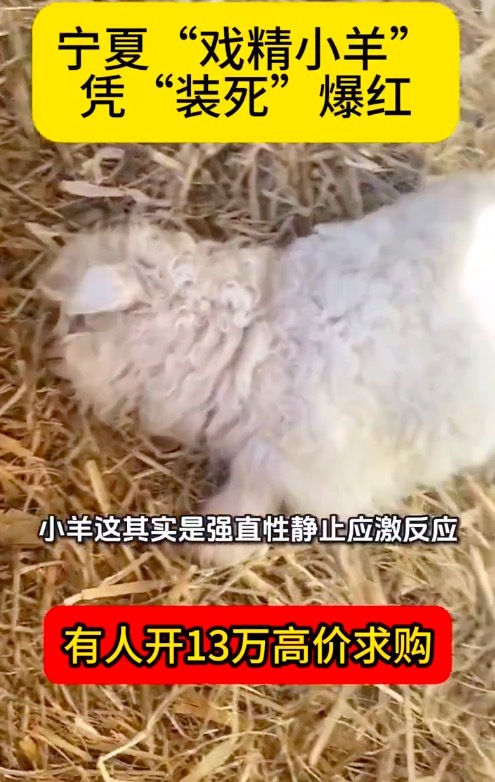 宁夏演技派小羊走红 被网友封“中羊戏剧学院高材生”