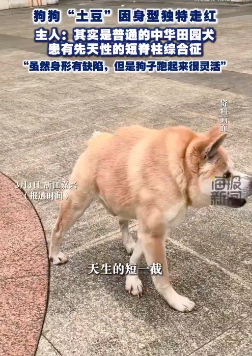 狗子因天生短一截身型独特走红