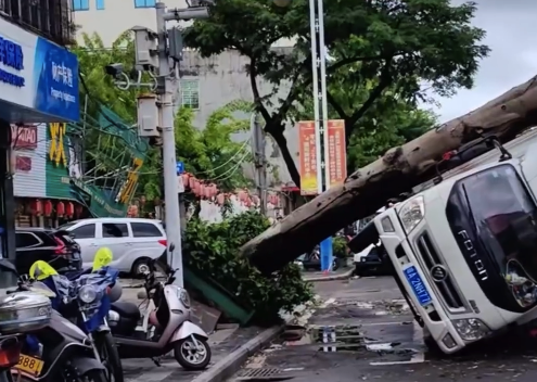 大树被台风连根拔起砸倒货车