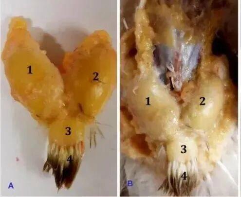 下雨天的时候鸟都在干什么？ 未雨绸缪与避雨策略