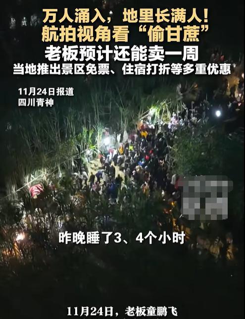 航拍萬人涌入偷甘蔗地里長滿人 9.9元引爆趣味活動