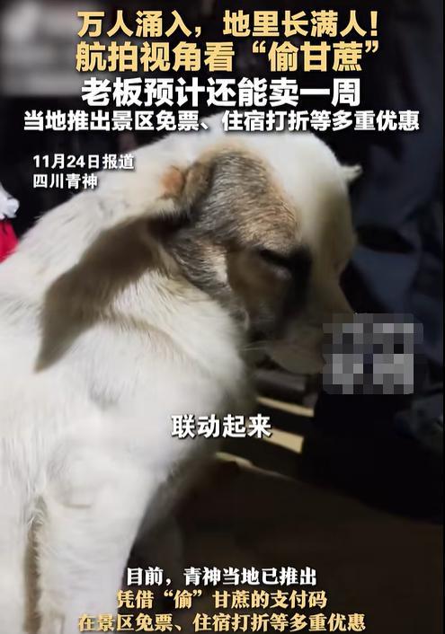 航拍萬人涌入偷甘蔗地里長滿人 9.9元引爆趣味活動