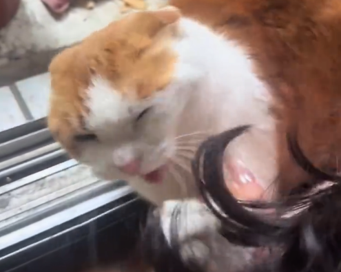 经常投喂的流浪猫把家养仓鼠吃掉了 网友揍了小猫结果被网暴
