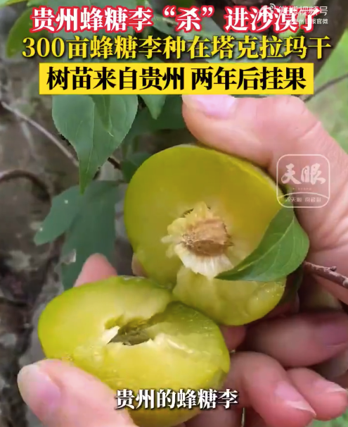 贵州蜂糖李种进沙漠了！塔克拉玛干沙漠种上300亩蜂糖李 