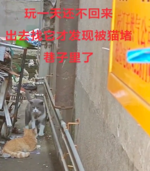 小猫没回家多半被其他猫给堵了