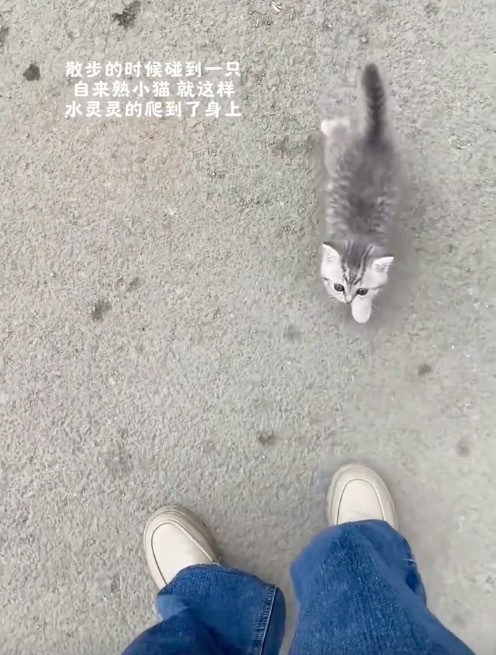 小猫撸人了蹭得好用力 连尾巴都在使劲撒娇
