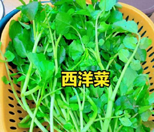 很多人不认识这个菜，2块钱一斤，营养美味，比吃猪肉更强