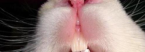 动物为什么不怕有蛀牙？不刷牙还啃骨头，它们的牙齿不会坏吗？