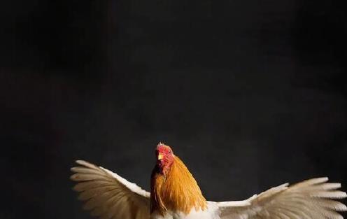 我们正在吃恐龙？据研究表明：现在的鸡鸭鹅，其实都是恐龙的后裔