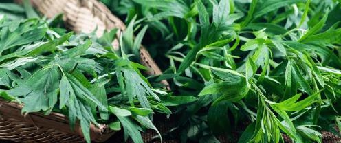 广东人吃惯的6种野菜，外地人却不爱，营养丰富，吃了让人惊艳！