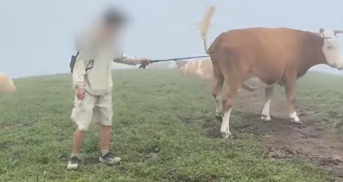 被牛群圍攻游客稱為護狗被撞 挑逗引發(fā)反擊