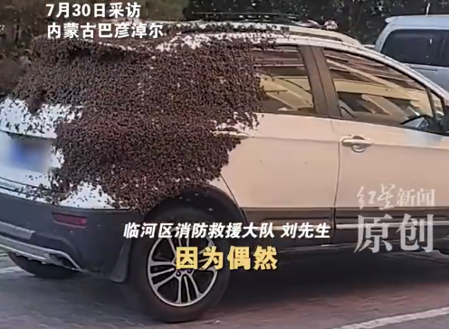密集恐惧症慎点！汽车上密密麻麻爬满蜜蜂