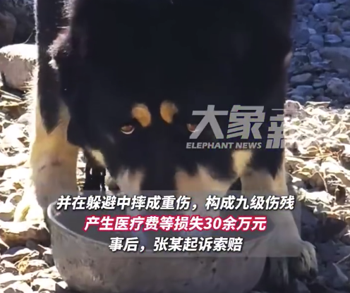 男子闖私船被無證藏獒咬傷摔成9級(jí)傷殘 船主全責(zé)