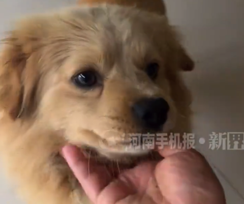 河南女子嫁安徽娘家小狗凌晨探望:这个小狗特别喜欢走亲戚,还喜欢去姑姑家