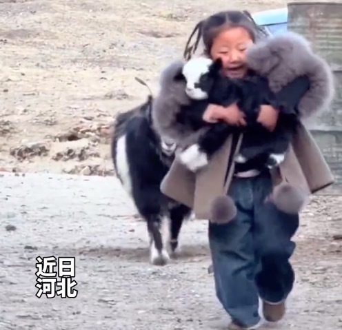 女孩抱着羊羔跑 网友：羊妈在后面担心地追了一路