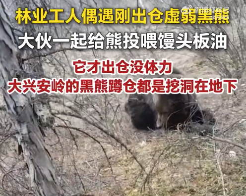 林业工人偶遇刚出仓虚弱黑熊 一起给熊投喂馒头板油