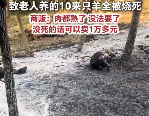杨絮毛起火十几只羊被烧成黑炭：要是没死价值一万多