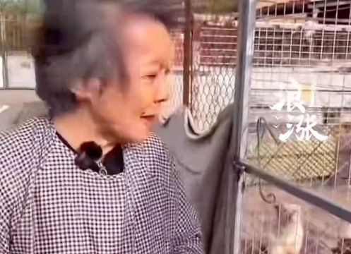 收養(yǎng)300多只流浪動(dòng)物的愛(ài)心人士董曉紅不幸離世