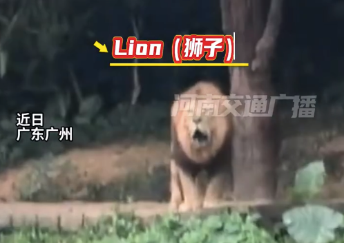 小学生和狮子无障碍对英语 网友：狮子说，也没说来动物园还得干助教啊