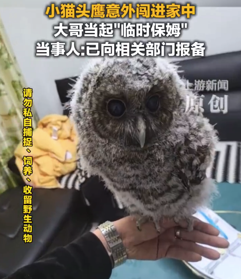 小猫头鹰意外闯进家 大哥当起临时保姆