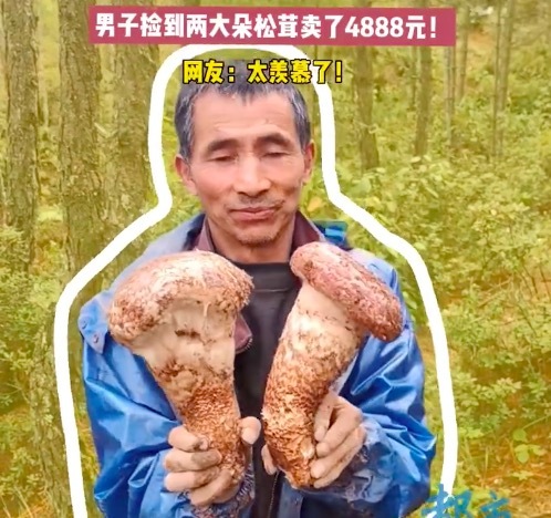 男子5分钟捡两朵松茸赚4888元 在云南捡菌收益不输摸知了猴