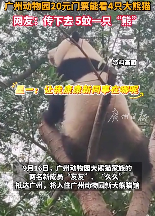 广州大熊猫最便宜5块一只 双胞胎兄弟“友友”“久久”入住广州动物园新家