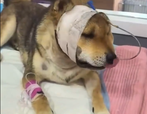 忠犬护主被毒蛇咬伤主人全力救治 十余天后狗狗状态好转成功救回