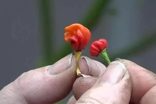 为什么说龙息是辣椒界的“扛把子”？专家：低调，它能辣死一头牛