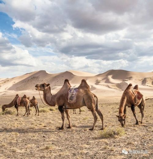 沙尘暴又来 蒙古国的问题有多严重 气候变迁人为破坏