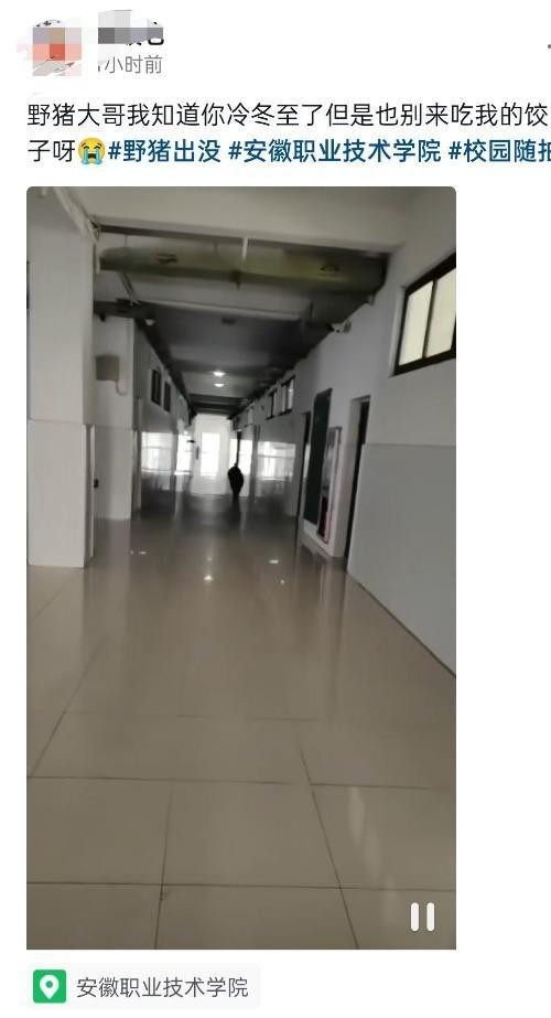 合肥一职院教学楼出现野猪！派出所：接警后到场寻找 未发现踪迹