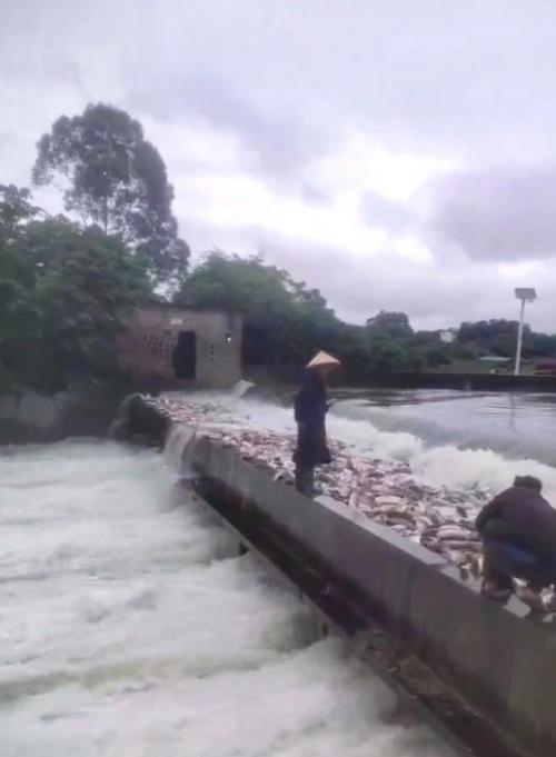 南宁暴雨水库漫出 当地村民忙捞鱼 鱼群大逃逸引众人围观