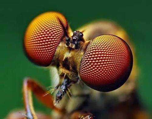 眼睛最多的动物是什么 蜻蜓独领风骚，复眼达2.8万只
