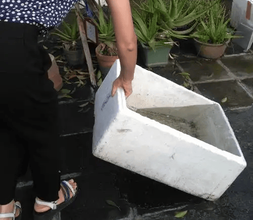 这几个地方正悄悄“养”出花斑蚊 警惕身边的孳生地