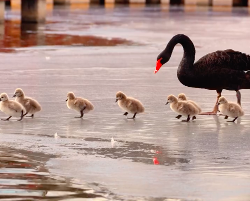 小天鹅在妈妈带领下冰上拉练 网友：太可爱了