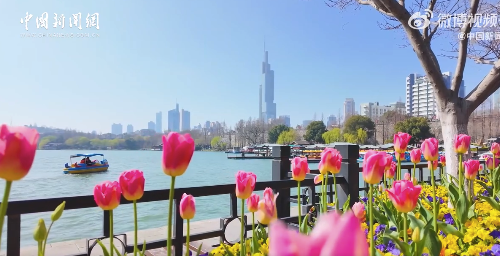 这个春天记得去赏花 14万株郁金香开出春天的浪漫气息