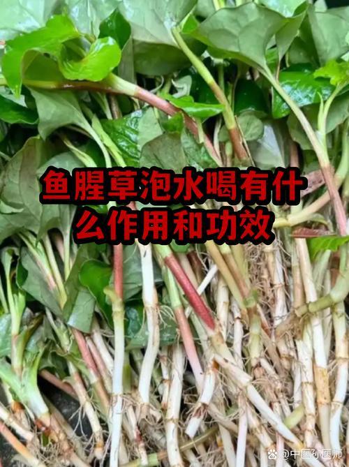 鱼腥草泡水喝的功效与作用是什么