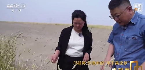 袁隆平学生在沙漠边种出一人高的小麦