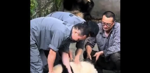 大熊猫渝可渝爱排队洗澡 两个半人摁半个负责洗