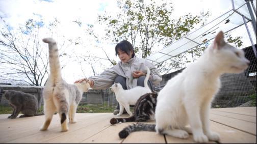 为126只流浪猫狗 女孩每年蹭百场婚宴 善意接力照亮希望