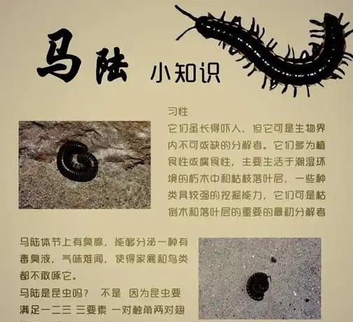 公园树下“千足虫”横行 专家科普 城市人对自然的陌生感
